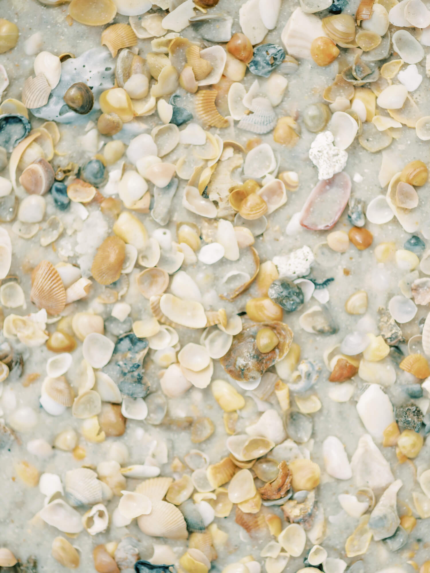 Shelly Beach - Care Studio Prints