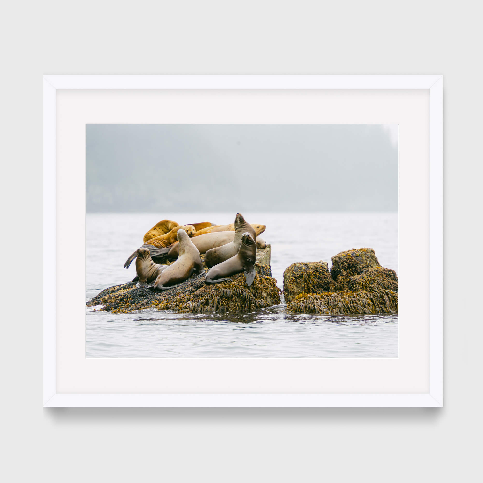 Fiords Seals - Care Studio Prints