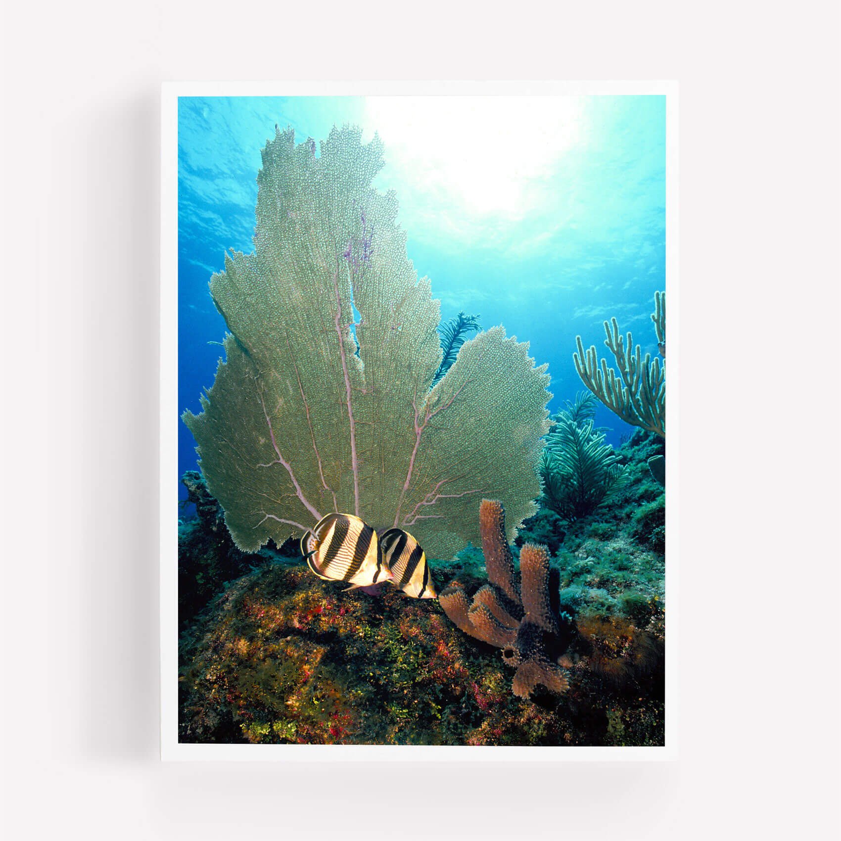 Sea Fans and Butterfly Fish - Care Studio Prints