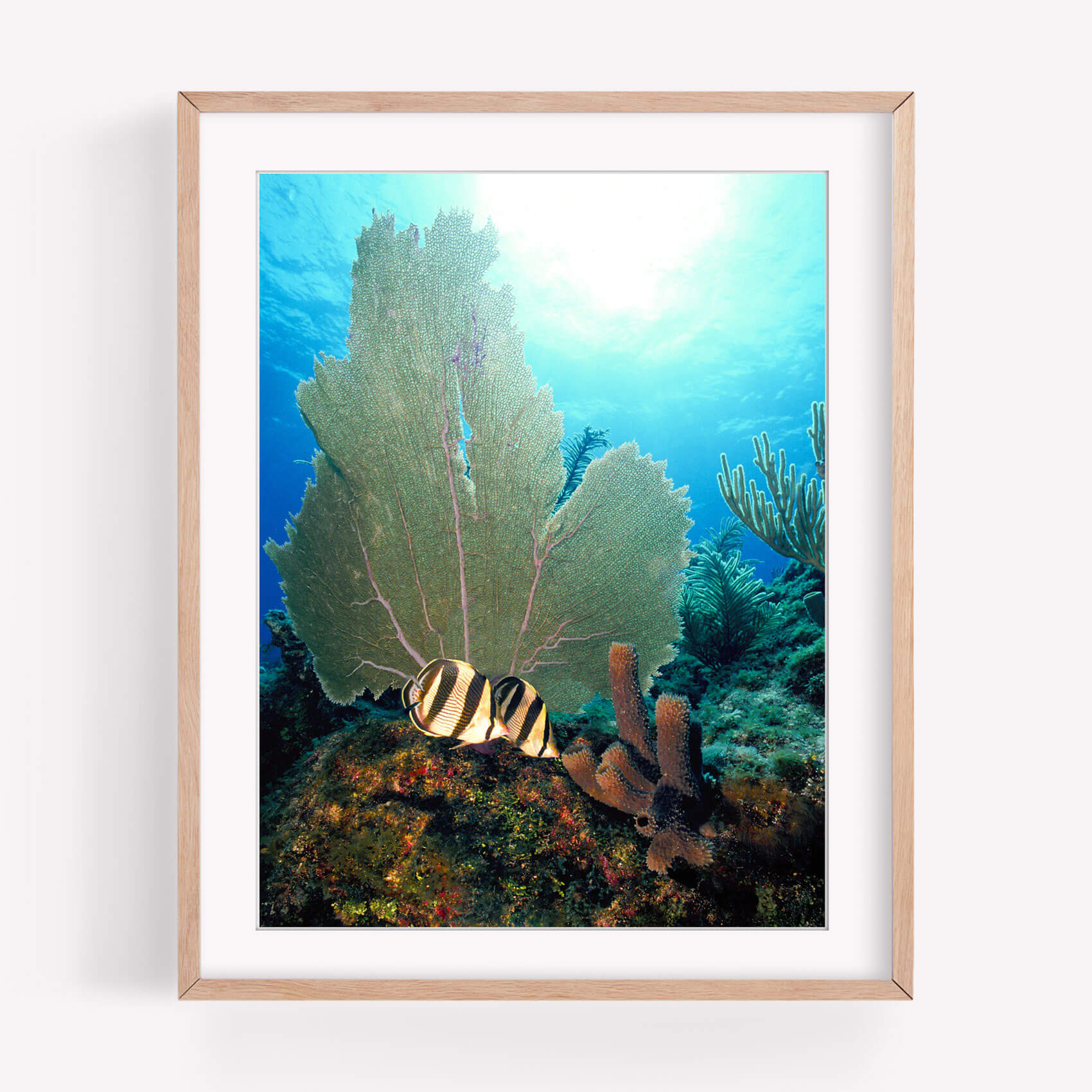 Sea Fans and Butterfly Fish - Care Studio Prints